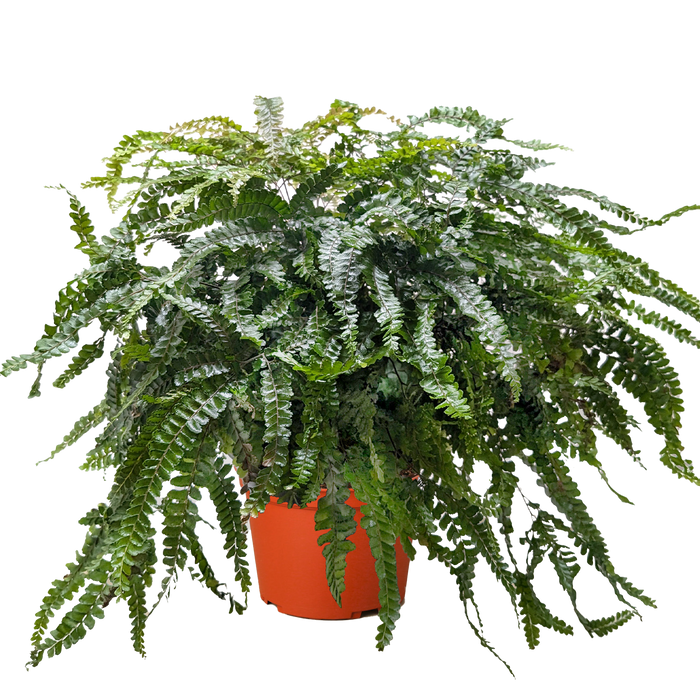 Rosy maidenhair fern in terracotta pot, cascading green fronds