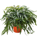 Rosy maidenhair fern in terracotta pot, cascading green fronds