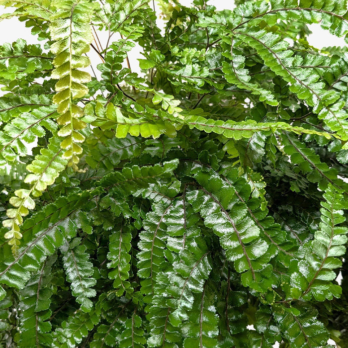 Rosy maidenhair fern fronds, dense bright green foliage close view