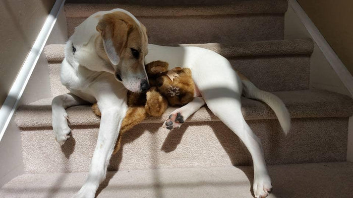 Flat 'n Tuff No Stuffing, No Squeaker Dog Toys: All Sizes - Glad Dogs Nation | ALL Profits Donated