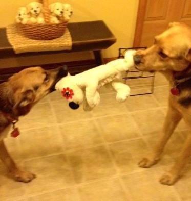 Flat 'n Tuff: No Stuffing, Squeaky: All sizes - Glad Dogs Nation | ALL Profits Donated