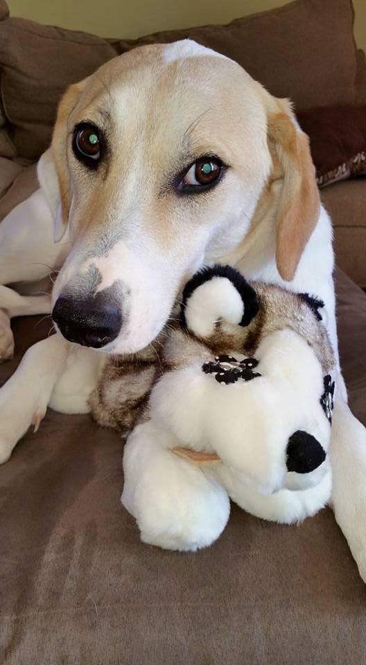 Flat 'n Tuff: No Stuffing, Squeaky: All sizes - Glad Dogs Nation | ALL Profits Donated