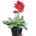 Red gerbera daisy plant with flower head and green leaves in black 6 in pot