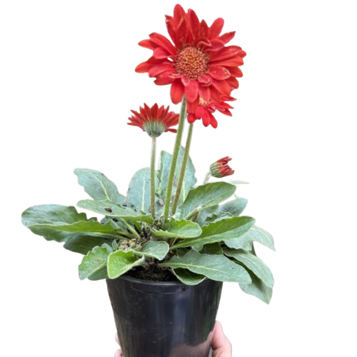 Red gerbera daisy plant with flower head and green leaves in black 6 in pot