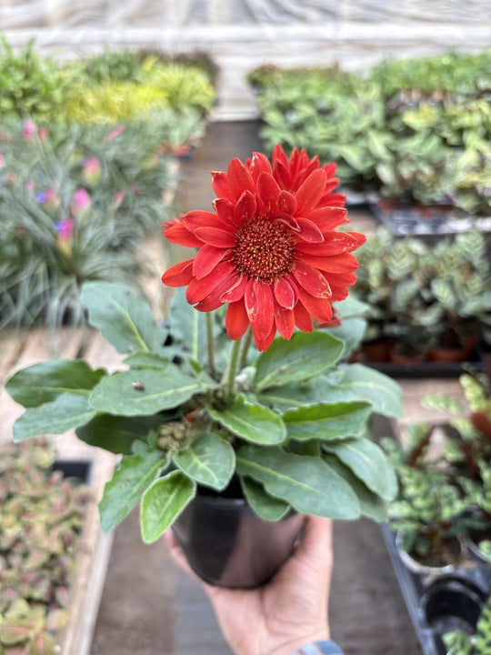 Red gerbera daisy plant with broad green leaves in black 6 in pot