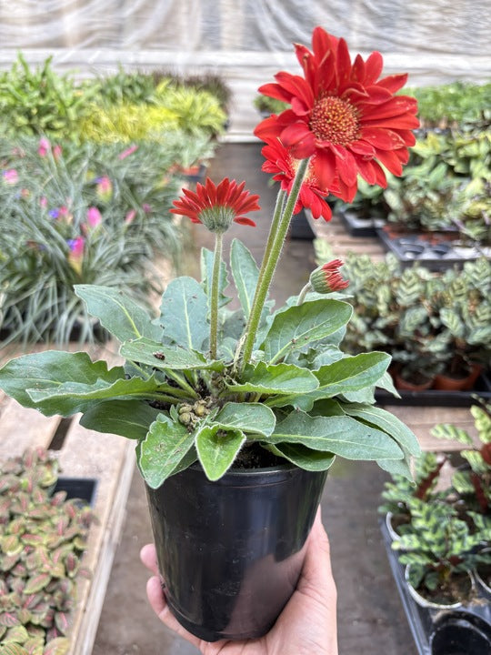 Red gerbera daisy plant with two blooms and buds in black 6 in pot