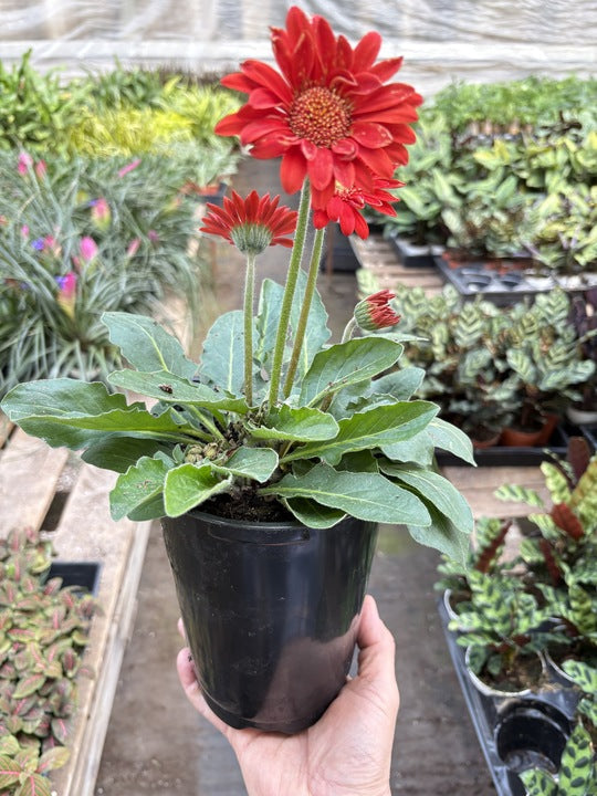 Red gerbera daisy plant with upright blooms in black 6 in pot, held in hand