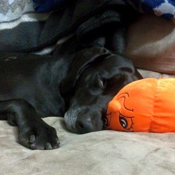 Glad Dogs Halloween SQUEAK & NO SQUEAK Dog Toys: TINY & BLASTER BABIES - Glad Dogs Nation | ALL Profits Donated