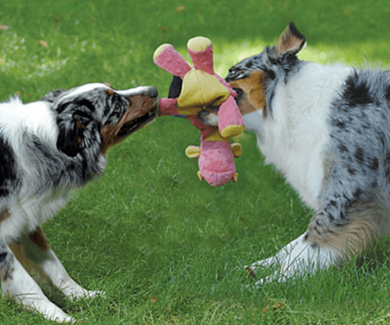 goDog Bubble Plush Coral Dragon With Chew Guard Technology: 2 Sizes - Glad Dogs Nation | ALL Profits Donated