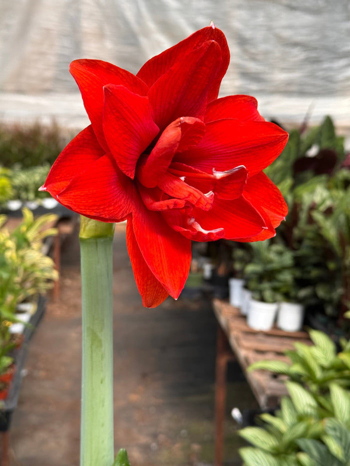 Red amaryllis flower with trumpet blooms on a long green stem