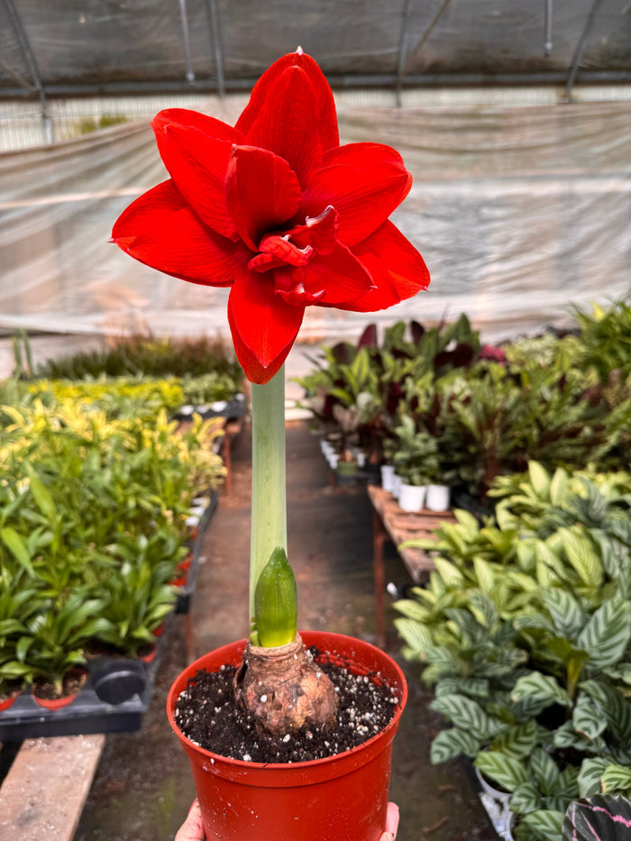 Red amaryllis in a red pot, with trumpet blooms and a green stem