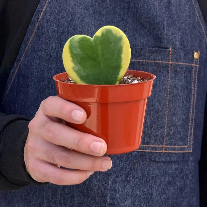 Potted Hoya sweetheart variegated held in hand, heart leaves green with yellow variegation