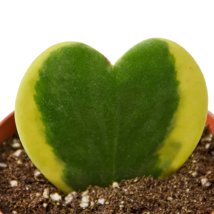 Close-up Hoya sweetheart variegated leaf, green heart with yellow-edged variegation