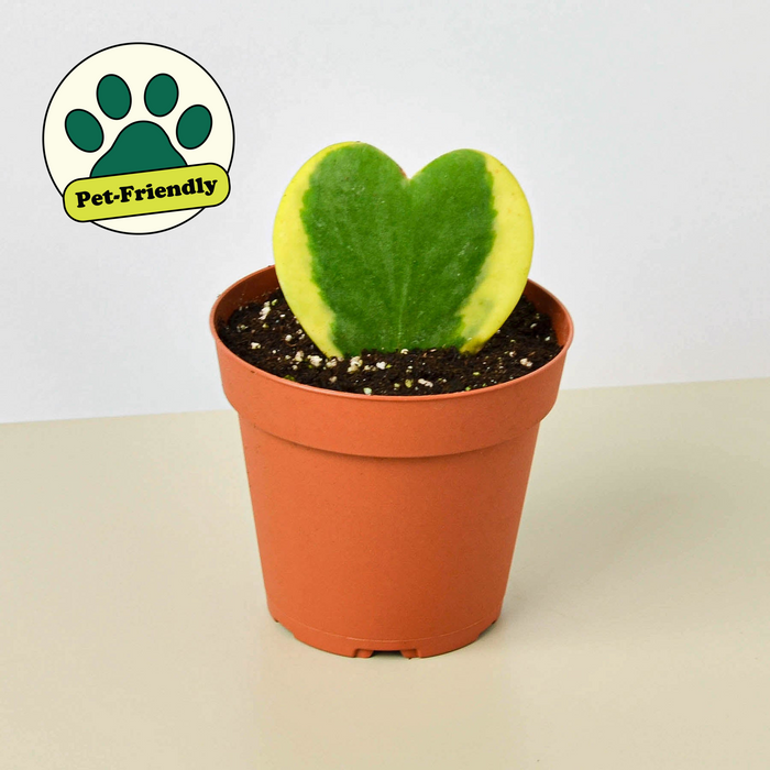 Potted Hoya sweetheart variegated in orange pot, heart leaves green with yellow variegation
