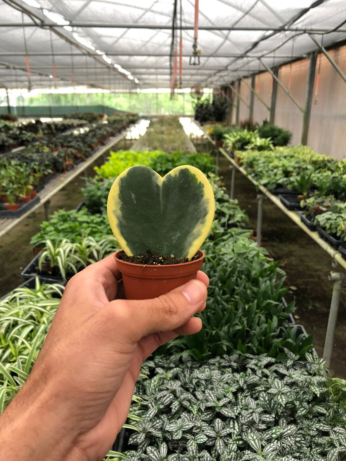 Hoya sweetheart variegated plant in orange pot, heart leaves green with yellow variegation