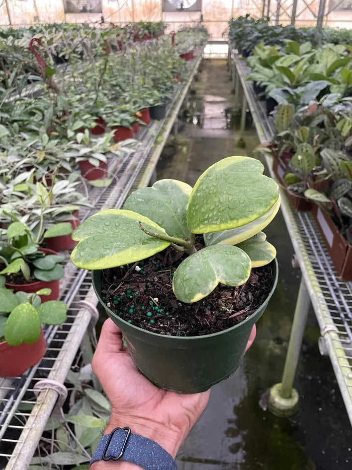 Hoya sweetheart variegated in dark pot, several heart leaves green with yellow variegation