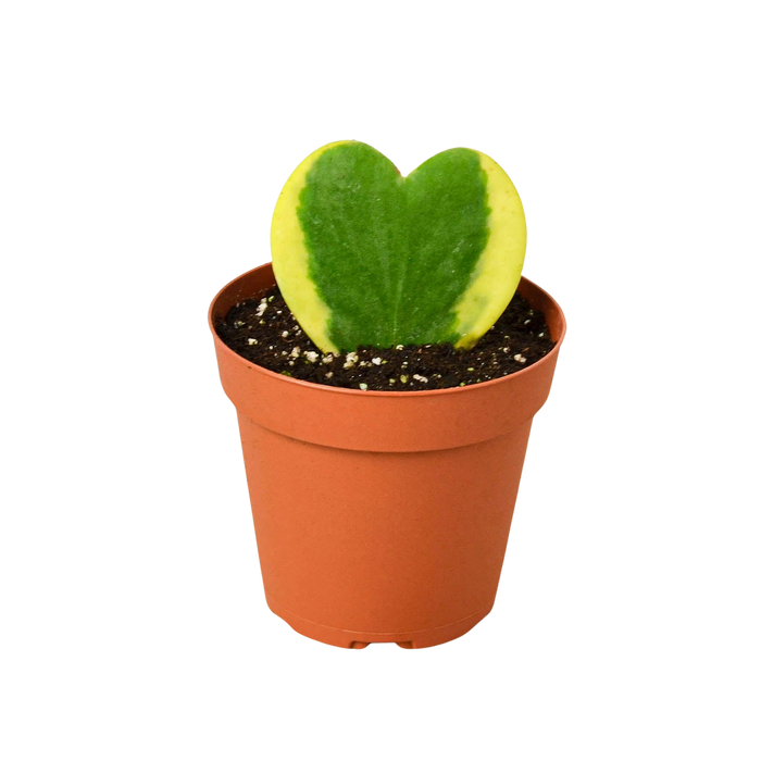 Hoya sweetheart variegated in orange pot, heart leaves green with yellow variegation