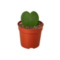 Hoya sweetheart plant in red plastic pot with two green heart-shaped leaves