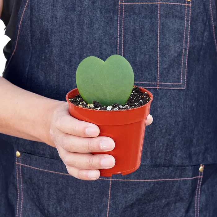Hoya sweetheart plant in red pot held in a hand, with two green heart leaves