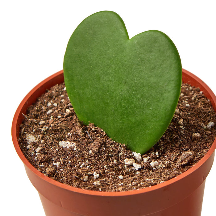 Hoya sweetheart plant close-up in red pot, green heart-shaped leaves in soil