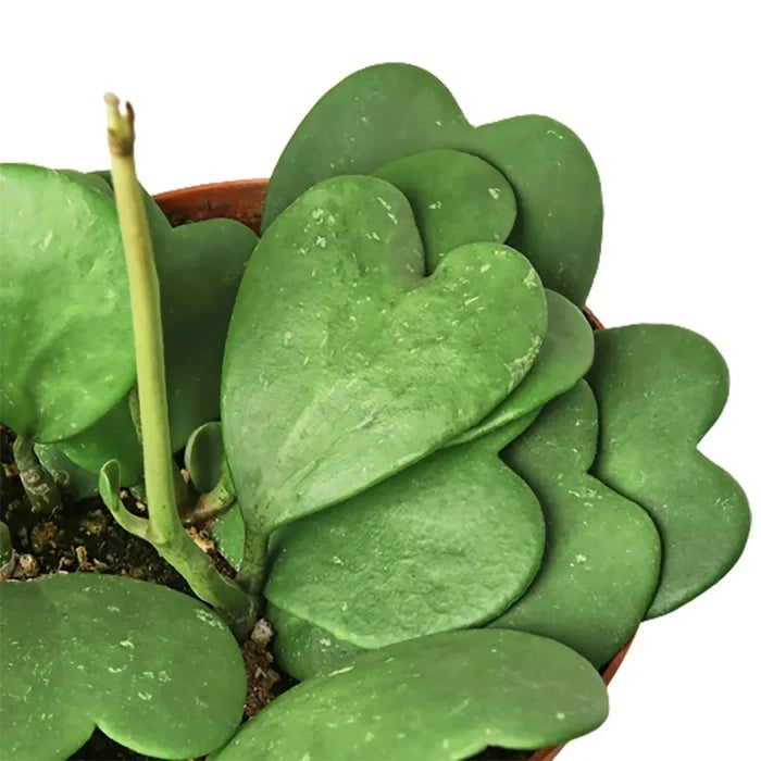 Hoya sweetheart plant leaf close-up with thick green heart leaves and stem