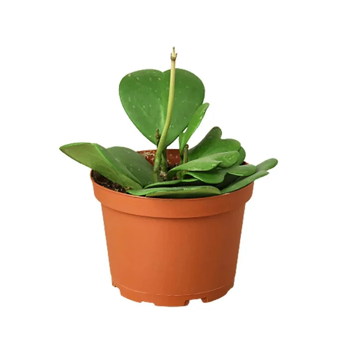 Hoya sweetheart plant in red pot with upright vine and green heart leaves