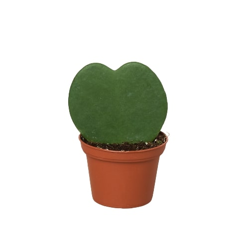 Hoya sweetheart plant in red pot with one green heart-shaped leaf