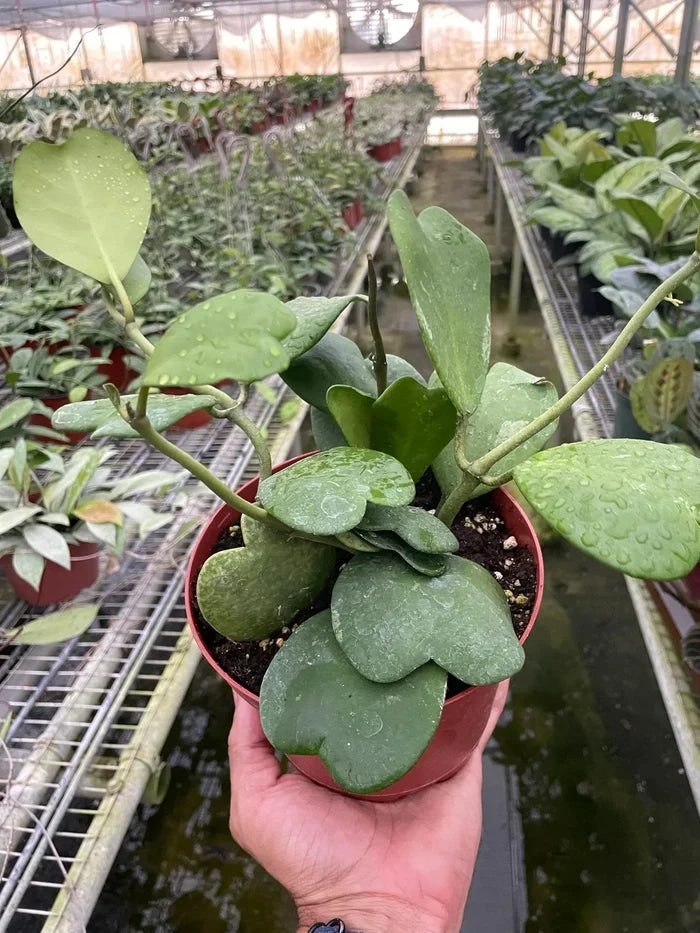 Hoya sweetheart plant in red pot held by hand, cluster of green heart leaves