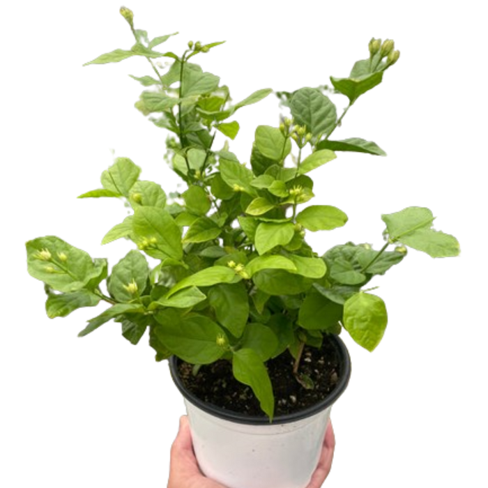 Potted jasmine plant with glossy green leaves and small buds