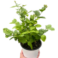 Potted jasmine plant with glossy green leaves and small buds