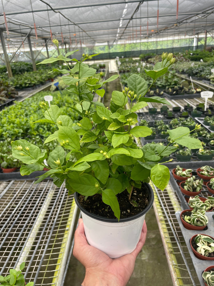 Potted jasmine plant in white pot held in hand, with green leaves and buds