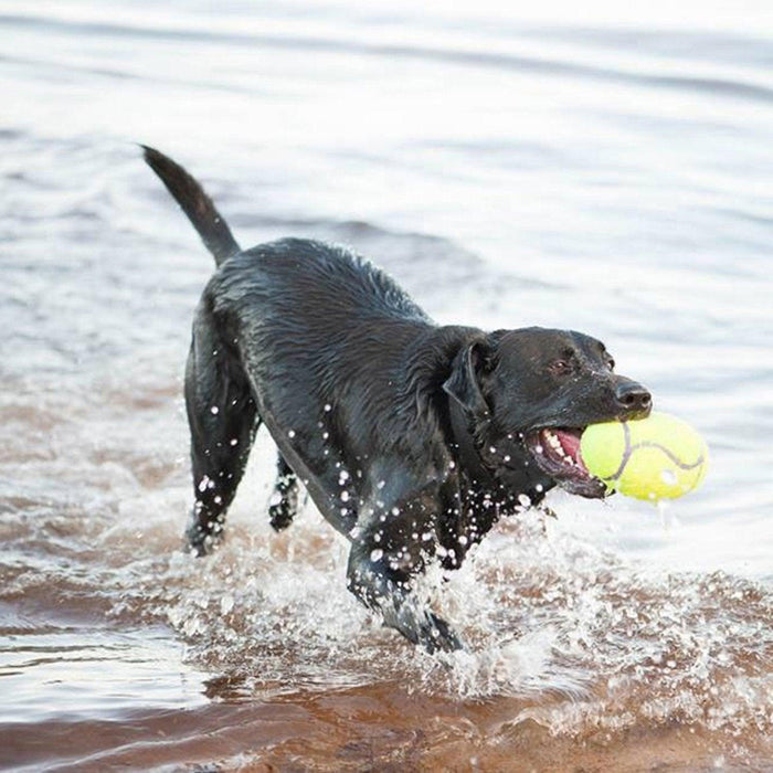 $1 OFF! Kong AirDog Squeaker Football Dog Toy: 3 Sizes - Glad Dogs Nation | ALL Profits Donated