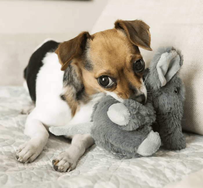 KONG Comfort Kiddos Elephant Removable Squeaker Plush Dog Toy: 2 Sizes - Glad Dogs Nation | ALL Profits Donated