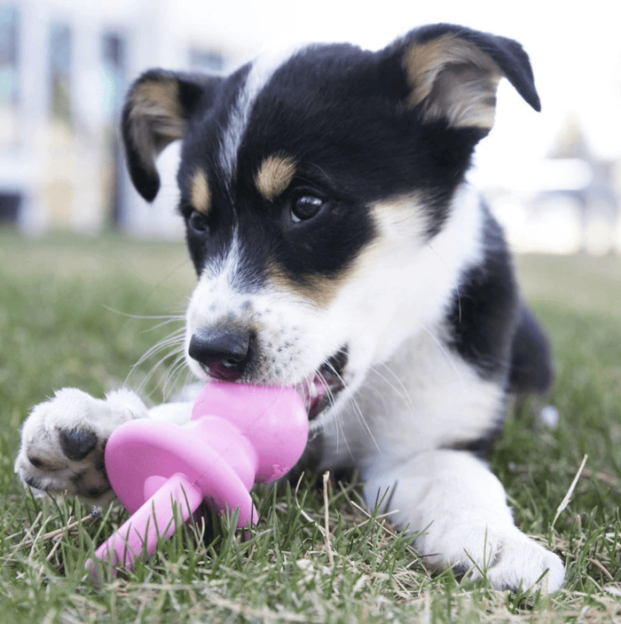 KONG Puppy Binkie Treat Dispensing Toy • CHEAPER THAN CHEWY / MADE IN USA - Glad Dogs Nation | ALL Profits Donated