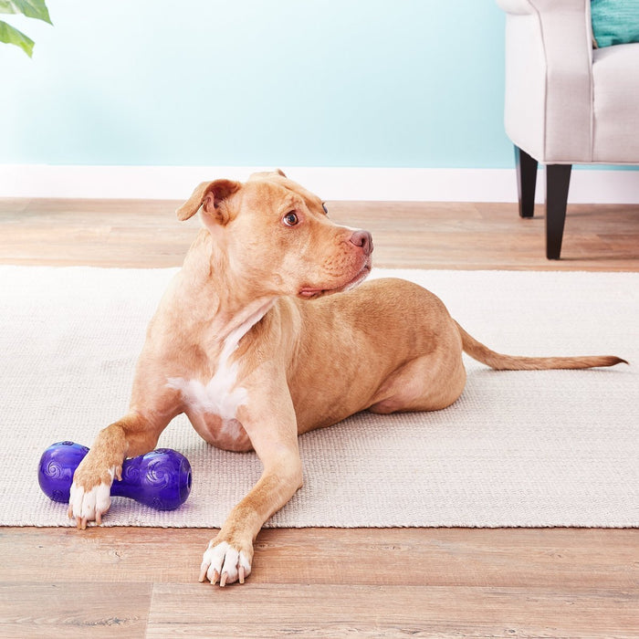 Kong Squeezz Squeak Dumbbell: 3 Sizes • Choose Color • CHEAPER THAN CHEWY! - Glad Dogs Nation | ALL Profits Donated