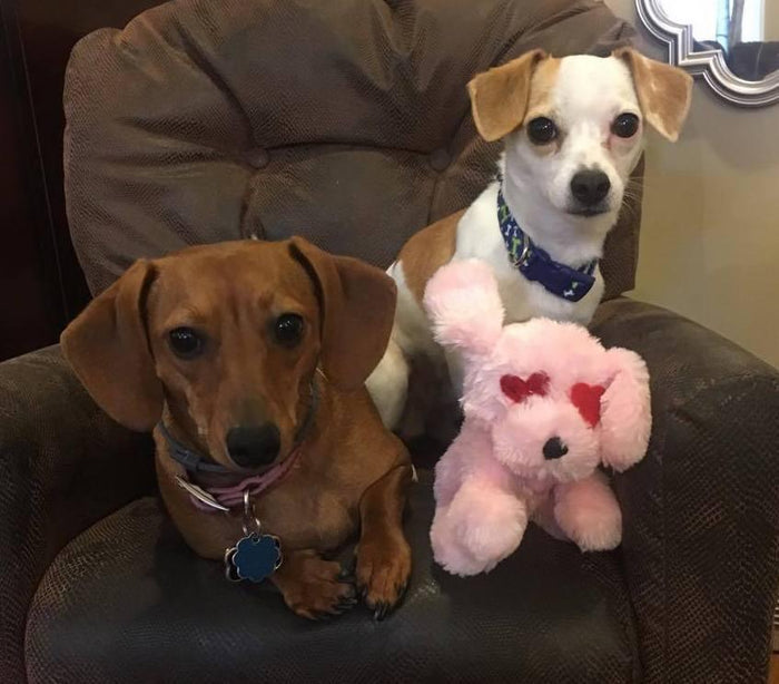 LARGE Hearts, Love & Candy Dog Toys Squeak & NO Squeak - Glad Dogs Nation | ALL Profits Donated