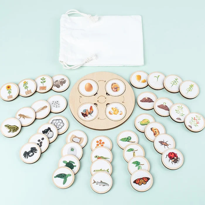 Life Cycle Montessori Kit for Kids – Fun Biology Learning Set