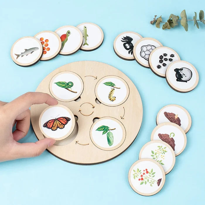 Life Cycle Montessori Kit for Kids – Fun Biology Learning Set