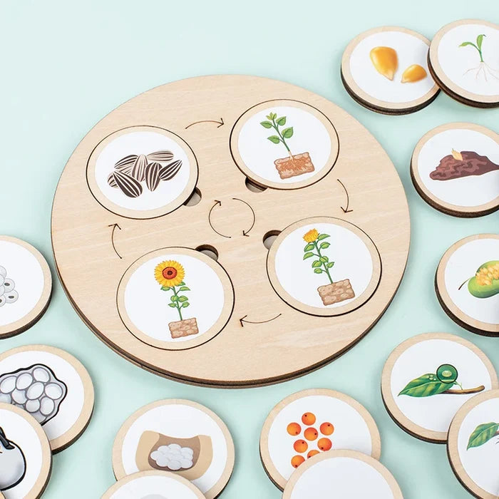 Life Cycle Montessori Kit for Kids – Fun Biology Learning Set