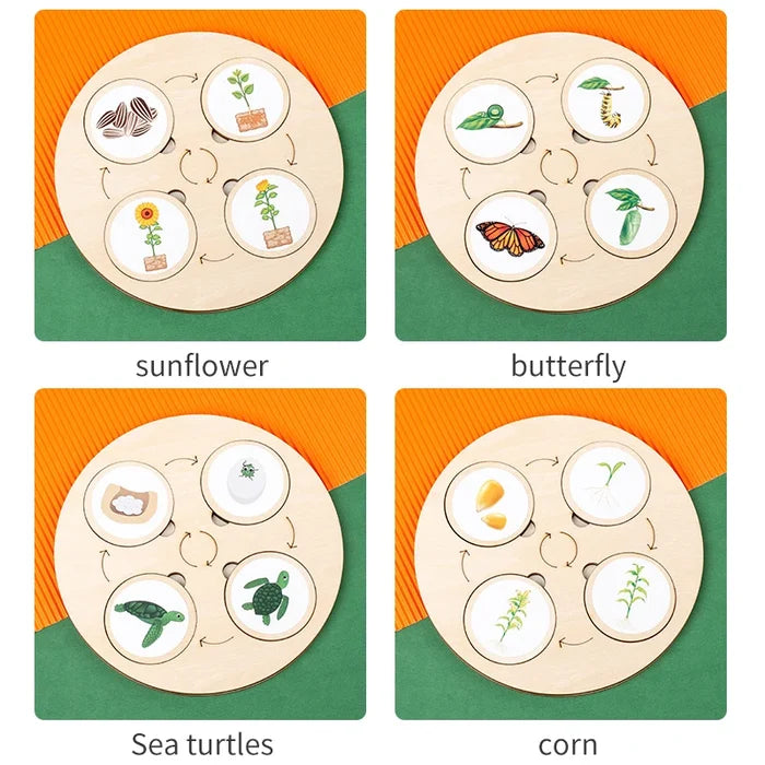 Life Cycle Montessori Kit for Kids – Fun Biology Learning Set