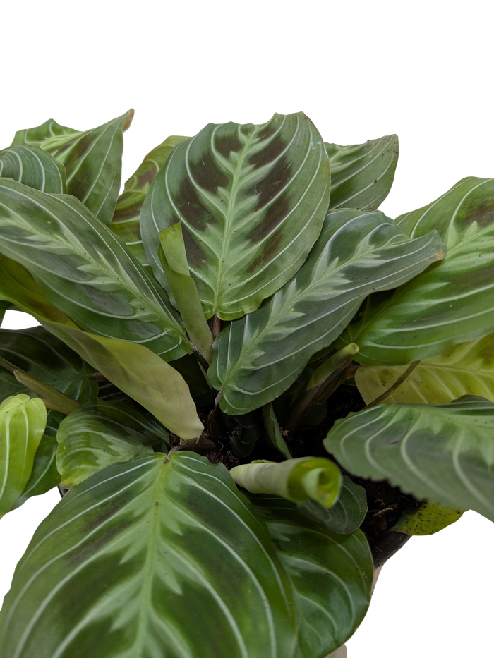 Maranta prayer plant with broad green leaves, close-up view of layered leaflets