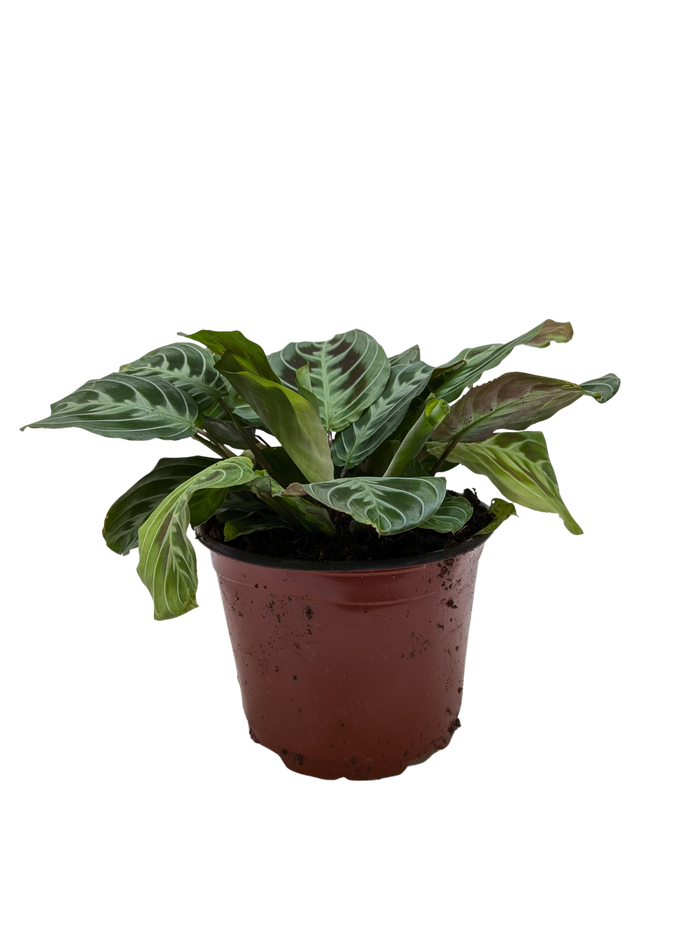 Maranta prayer plant in terracotta pot with fan-like green leaves