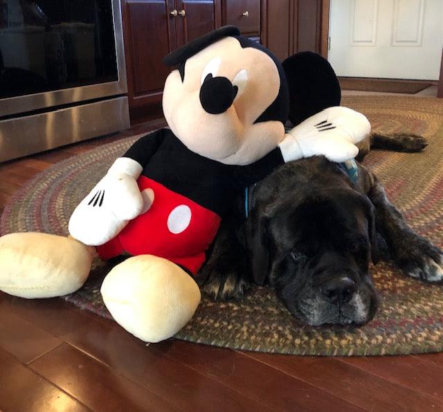 60% OFF! Mickey Mouse Squeak & NO Squeak Dog Toys: All Sizes - Glad Dogs Nation | ALL Profits Donated