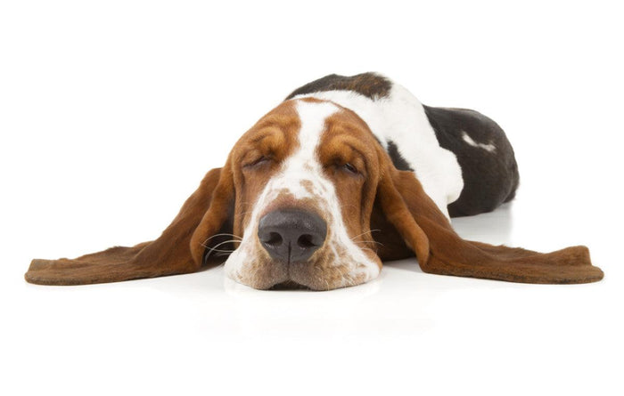 Mini Me Squeaky Breed Dog Toy: Basset Hound - Glad Dogs Nation | ALL Profits Donated