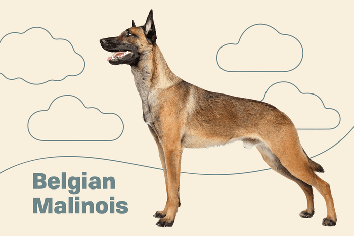 Mini Me Squeaky Breed Dog Toy: Belgian Malinois - Glad Dogs Nation | ALL Profits Donated