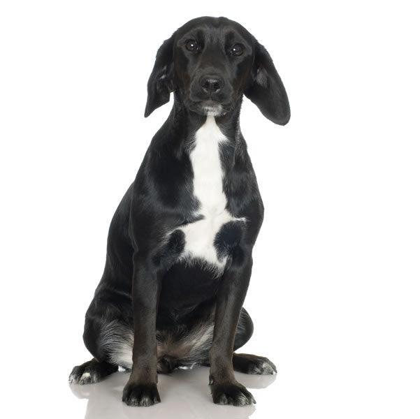 Mini Me Squeaky Breed Dog Toy: Black & White Mutts
