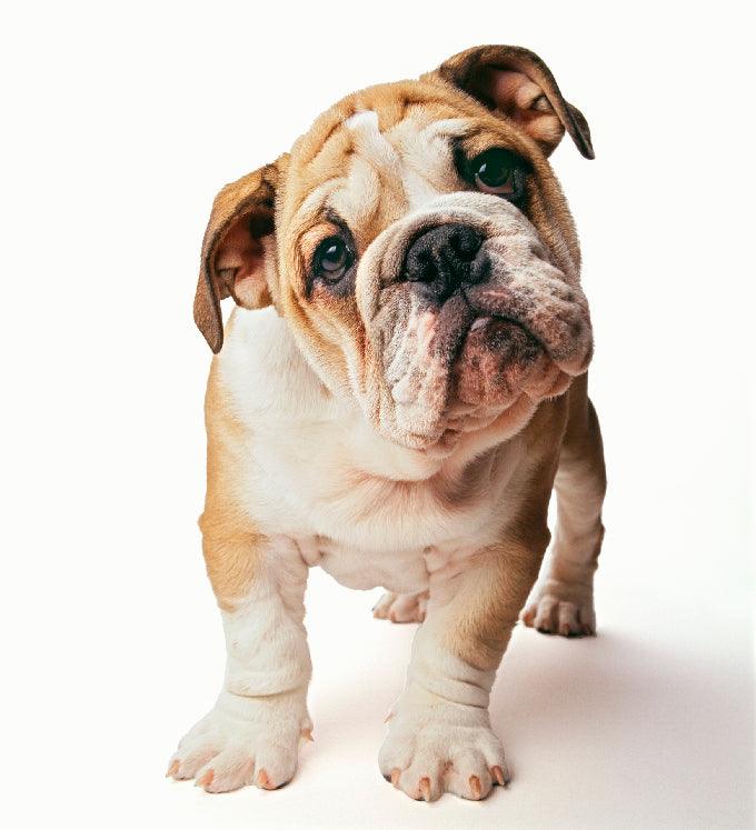Mini Me Squeaky Breed Dog Toy: Bulldog - Glad Dogs Nation | ALL Profits Donated