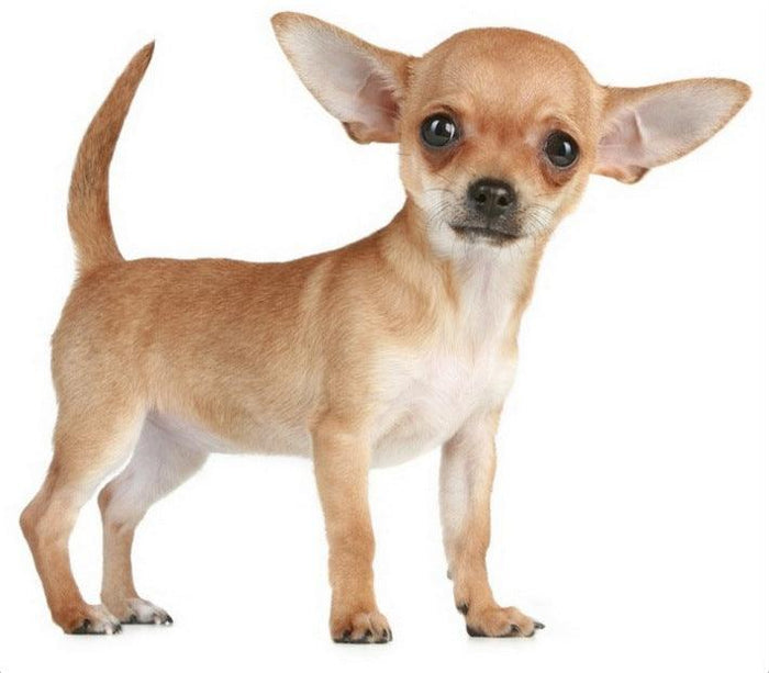 Mini Me Squeaky Breed Dog Toy: Chihuahua - Glad Dogs Nation | ALL Profits Donated