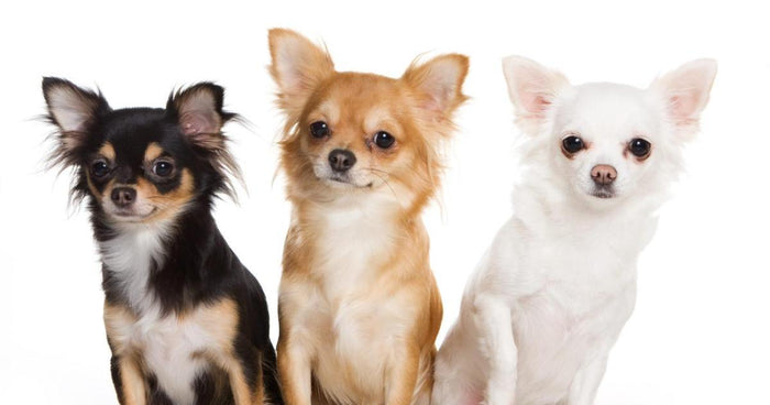 Mini Me Squeaky Breed Dog Toy: Chihuahua - Glad Dogs Nation | ALL Profits Donated