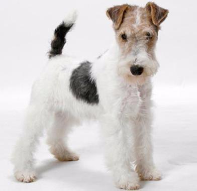 Mini Me Squeaky Breed Dog Toy: Fox Terrier - Glad Dogs Nation | ALL Profits Donated